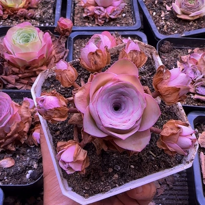 山地玫瑰群9厘米1342757576866