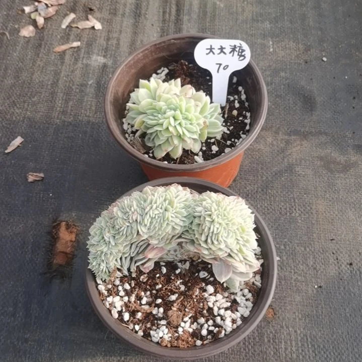 大*糖丝绸面纱白覆轮锦缀化