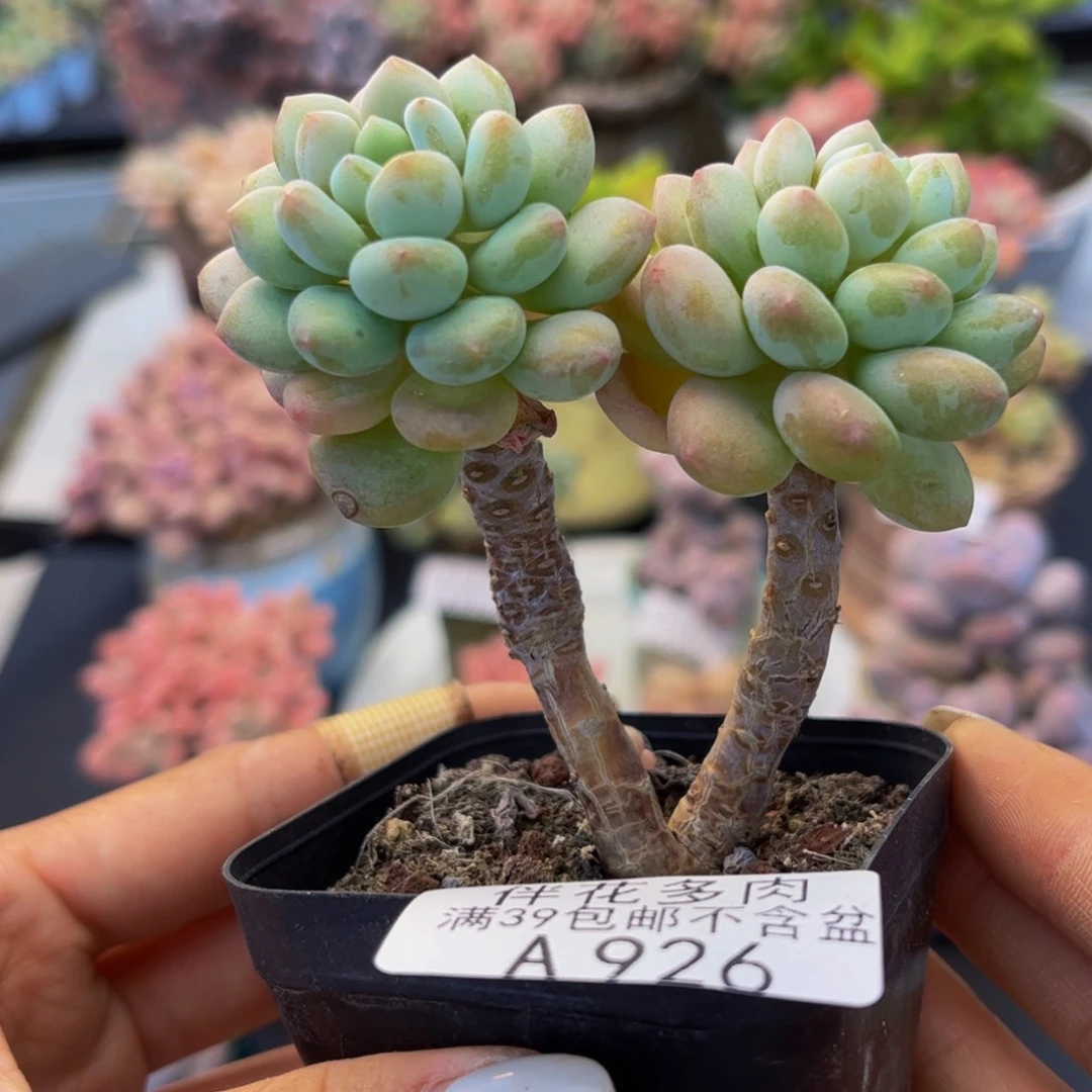 926-鱼子酱多肉5cm