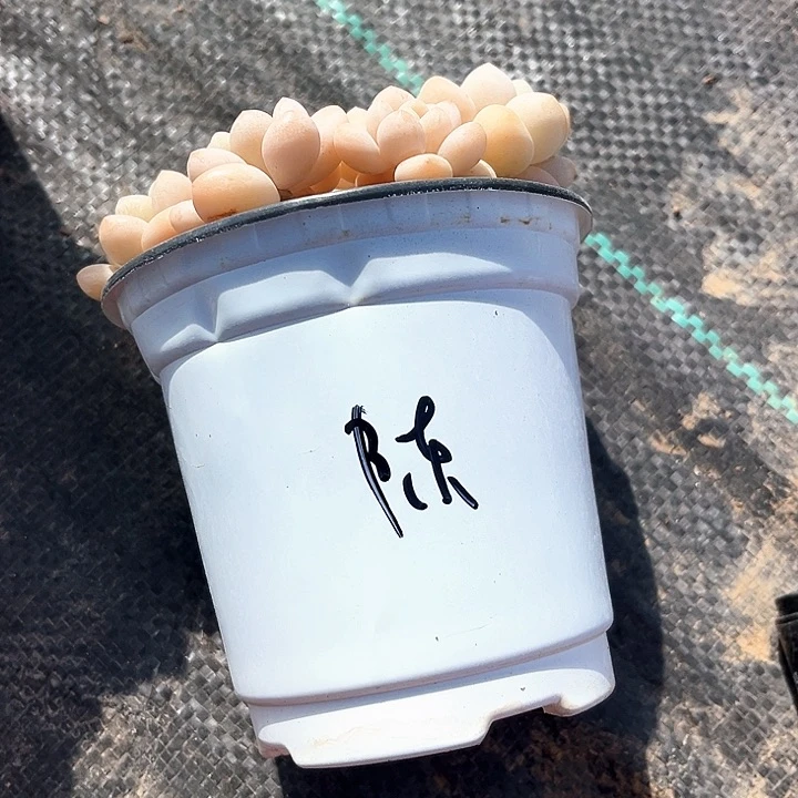 陈***i我是你的小可爱啊我的小可爱