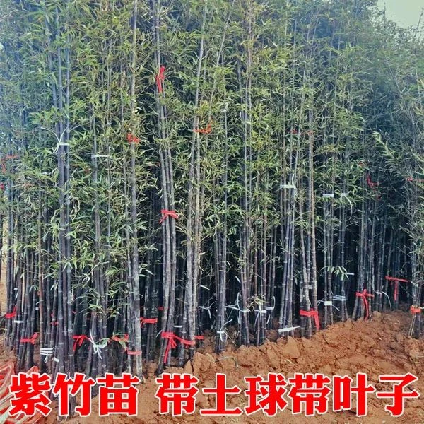 紫竹苗庭院植物墨竹北方耐寒抗冻四季常青盆栽户外地栽造景观赏