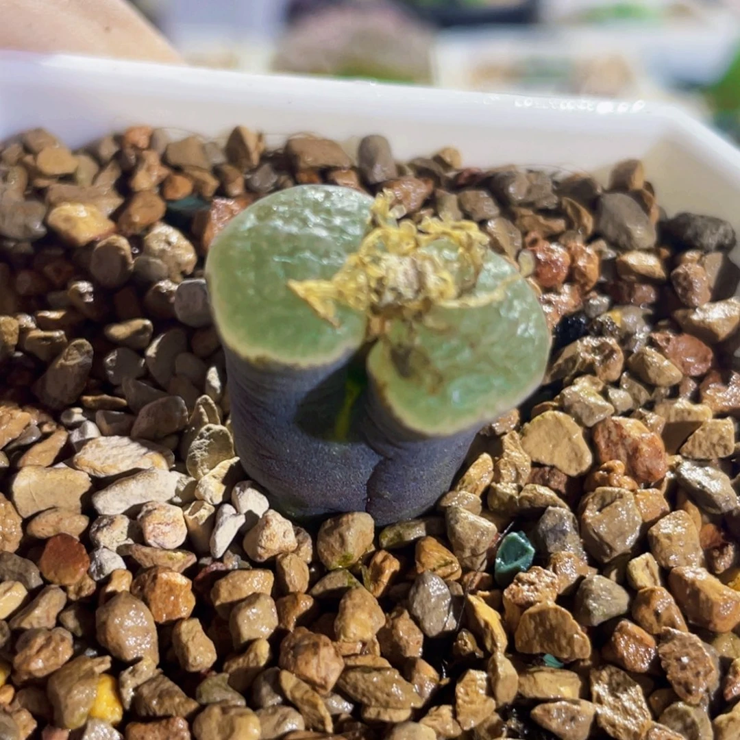 大型黑体白窗磁铁植物一物一拍