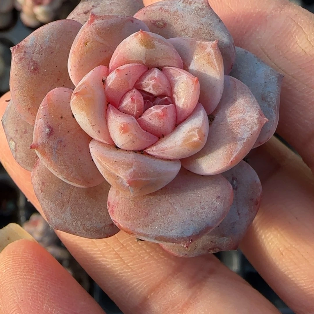 小卡拉米糖心一物一拍