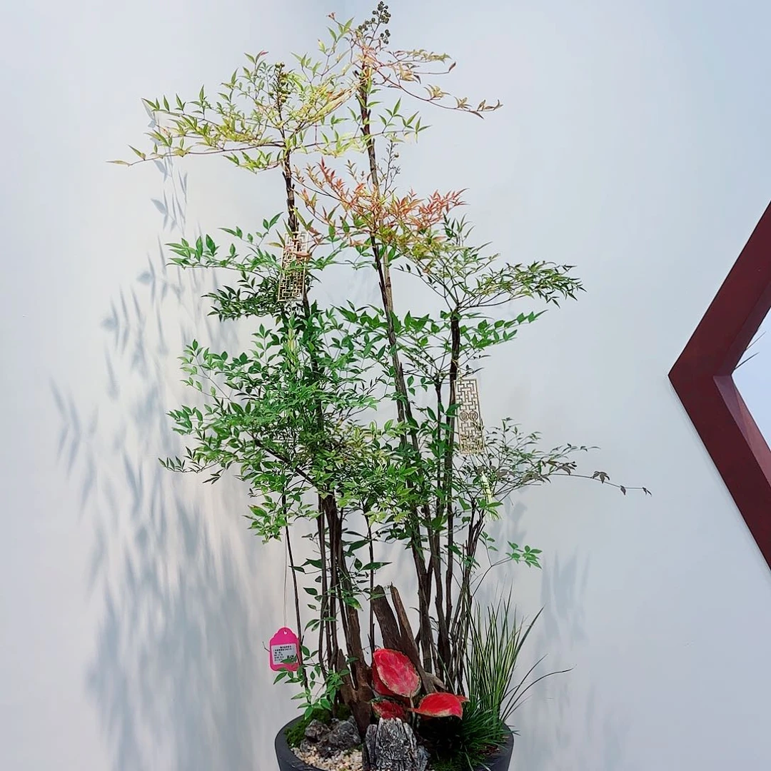 无花朵Q****e高端盆景一物一拍