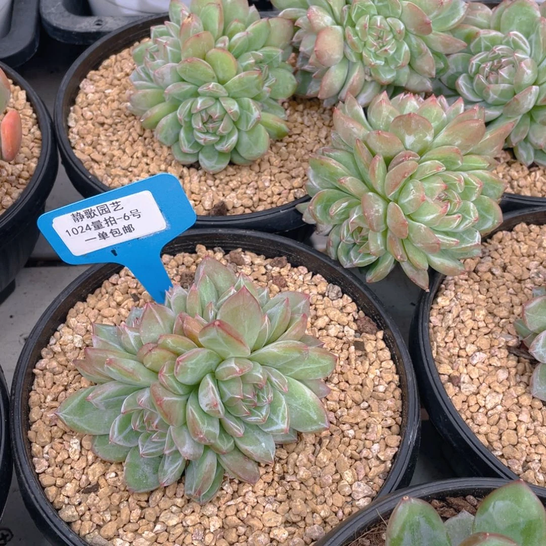 1024-6-雪花珍妮群福利量拍