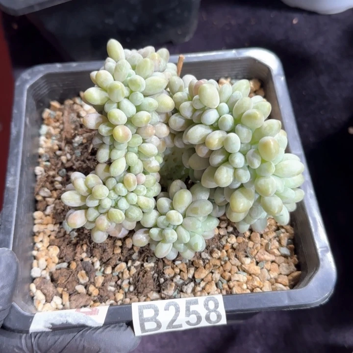 黄****车11厘米左右一物一拍的