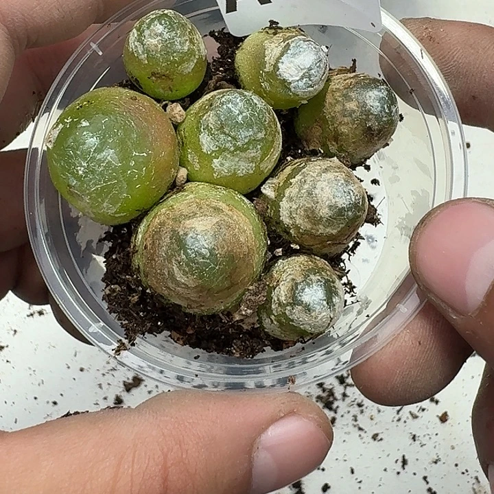 38 多肉植物多肉植物