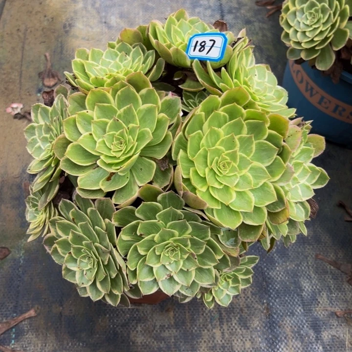 187莲花座多肉法师