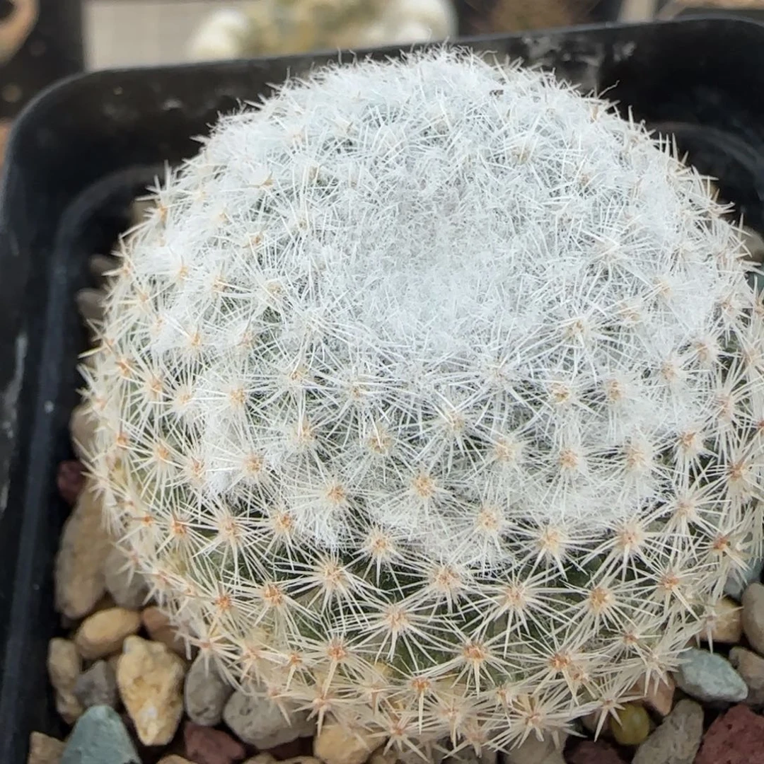 042实生穴源希望丸多肉4.3