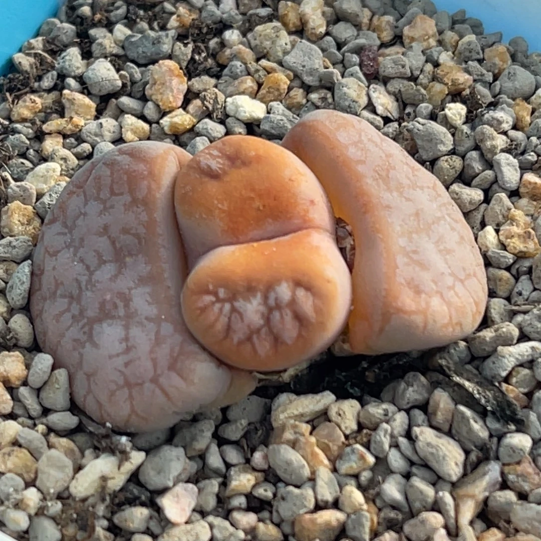 6751拿铁小怪一颗