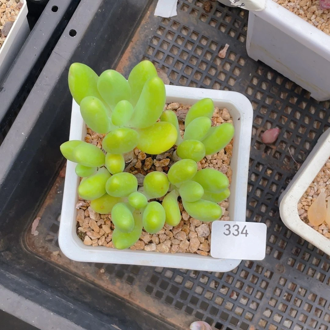 霞***姐334。  芒果奶。