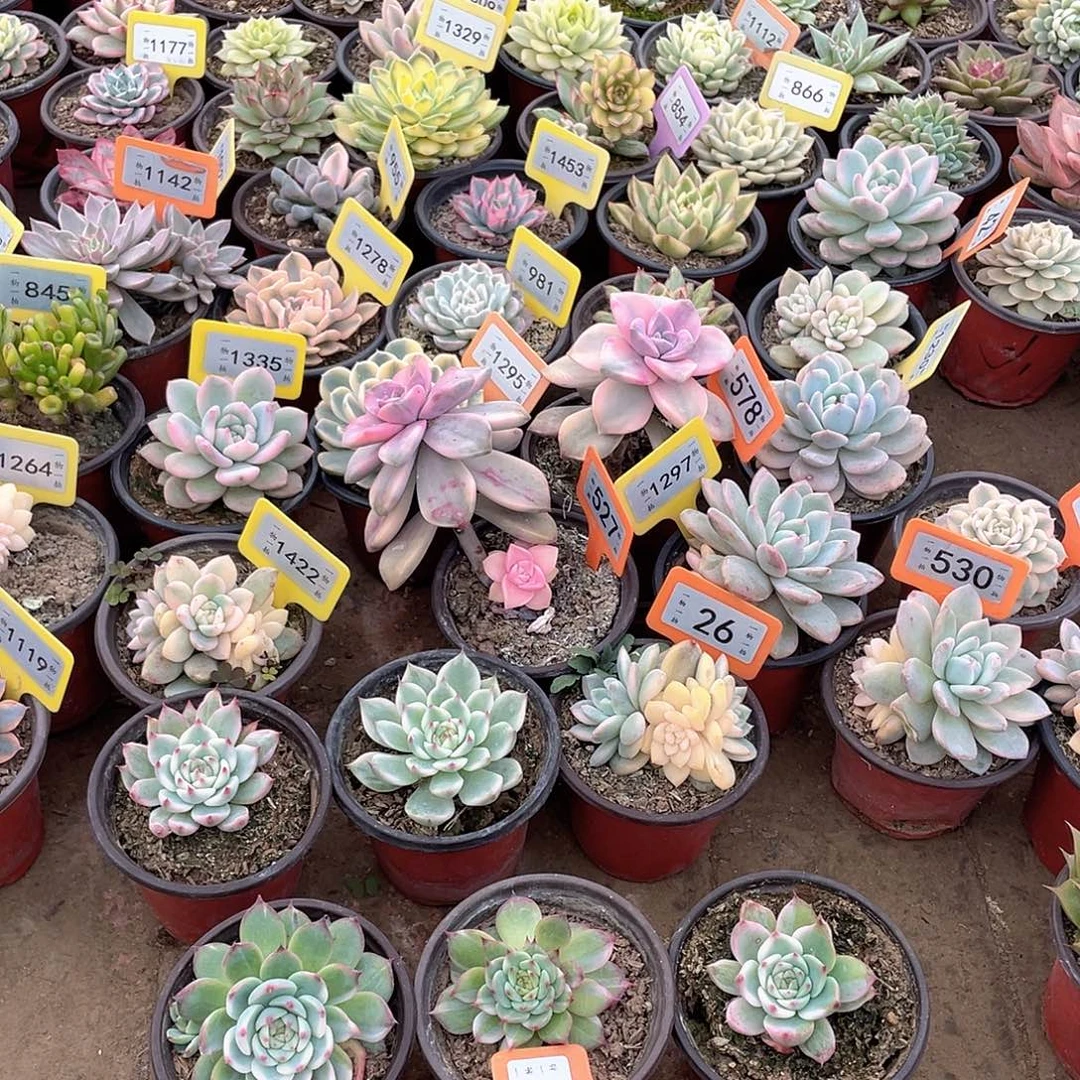 叶***忆56号六个一组多肉酱