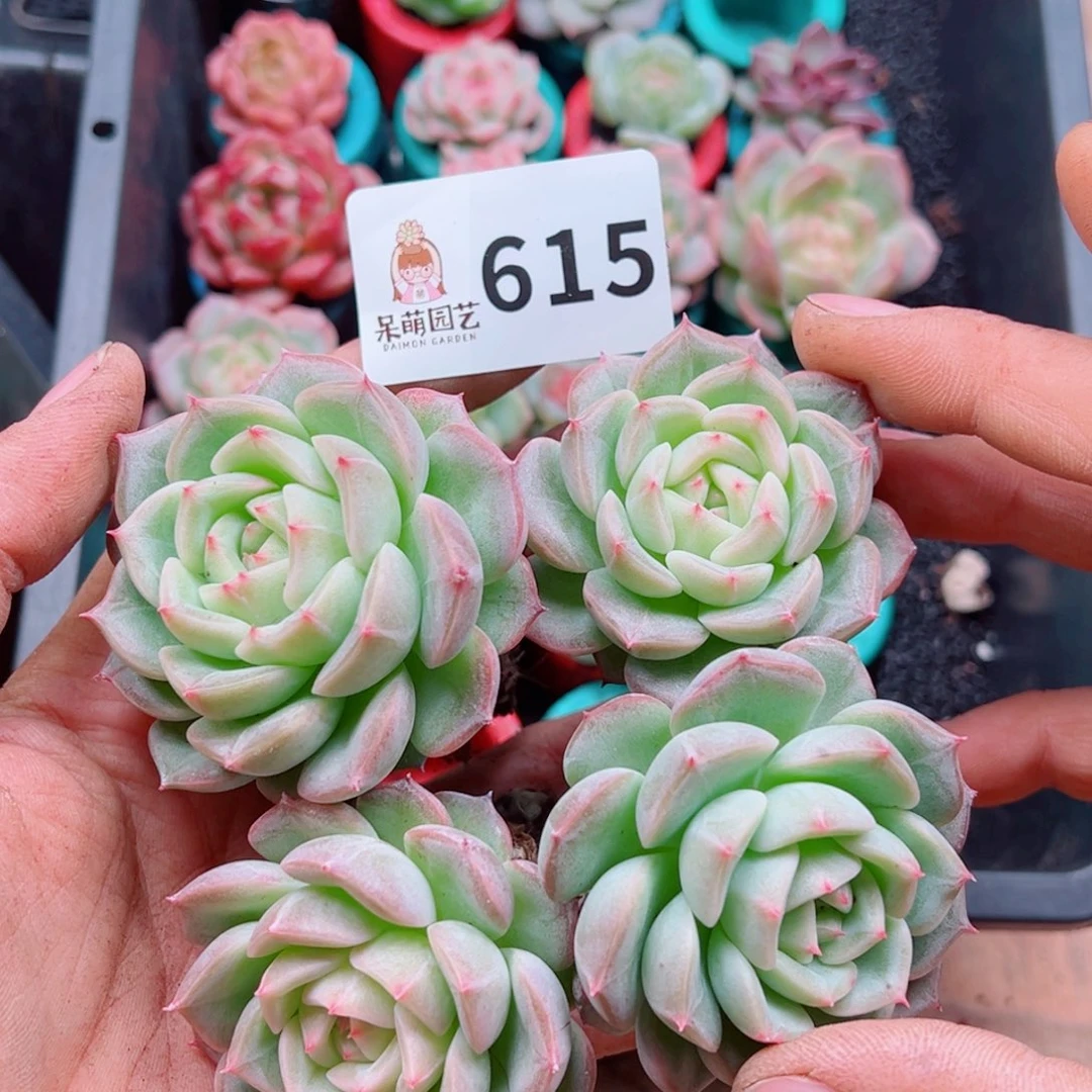 向***月多肉植物多肉植物