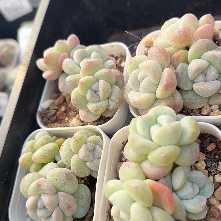 104 号到手1框一物一拍