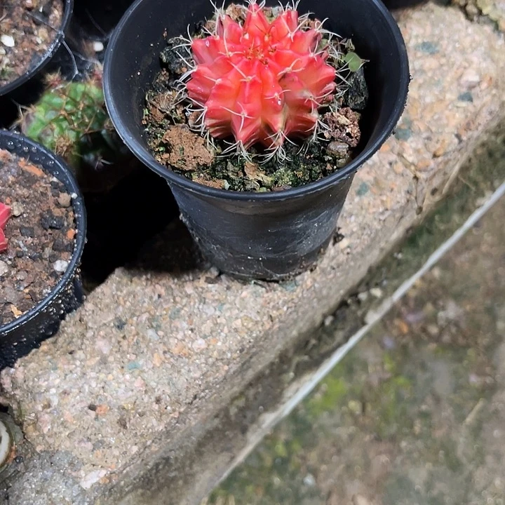 仙人球好好看好漂亮15