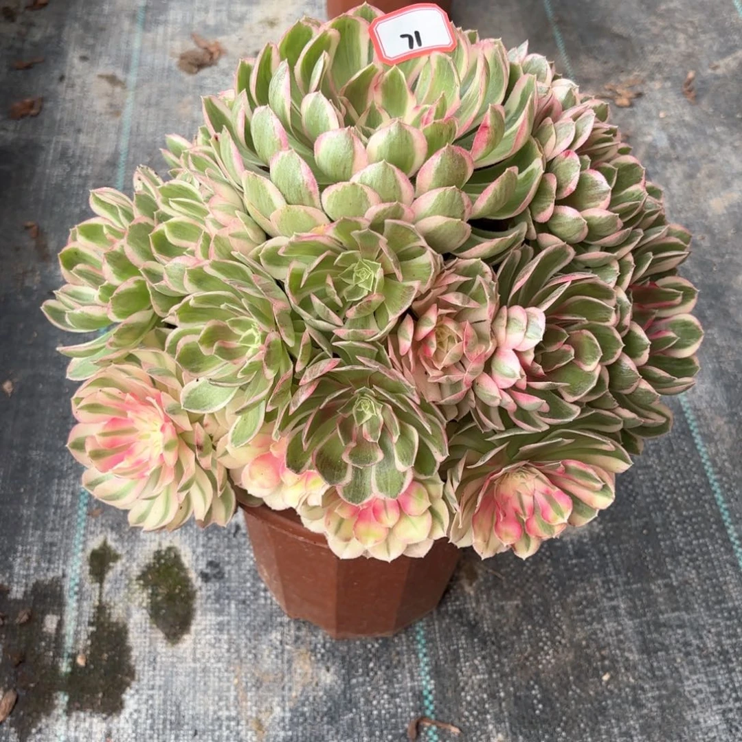 全部花朵71孔雀翎多肉植物