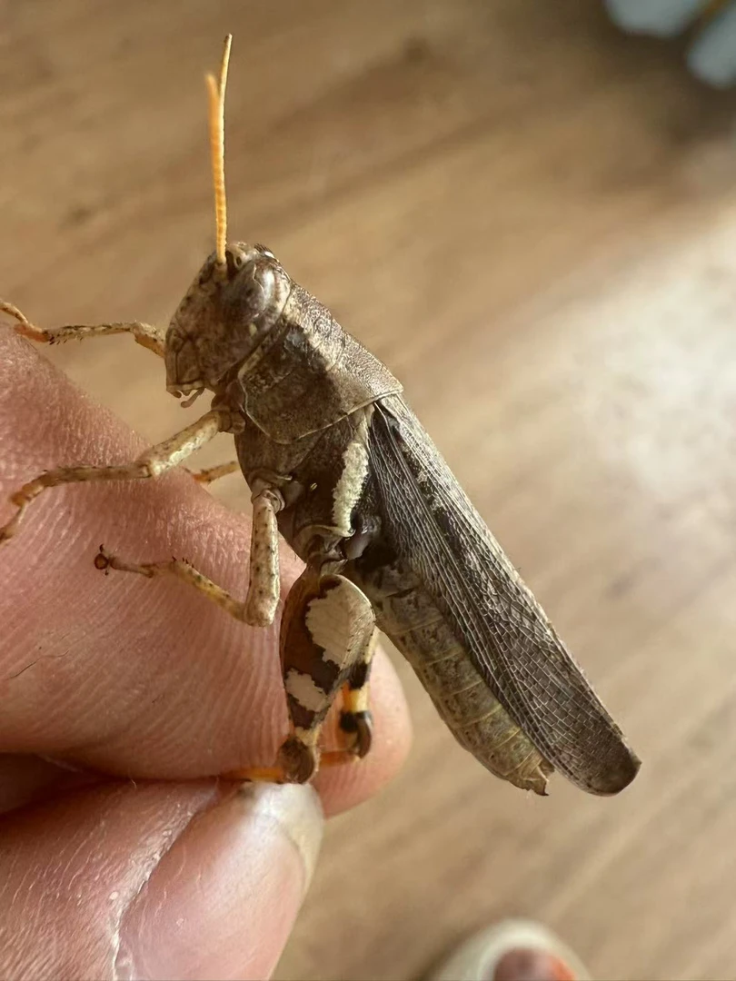 2025新花腿，肉多耐养（包95成活）