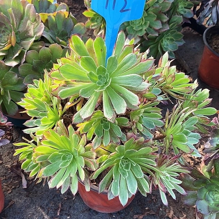 112 一颗红腹轮法师多肉