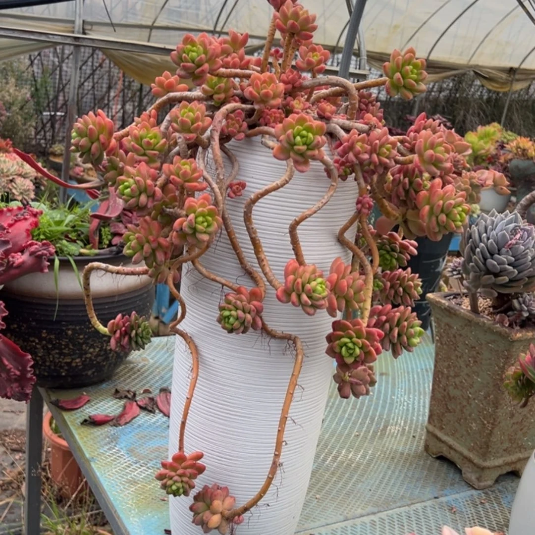 香格里拉带盆走物流自理。