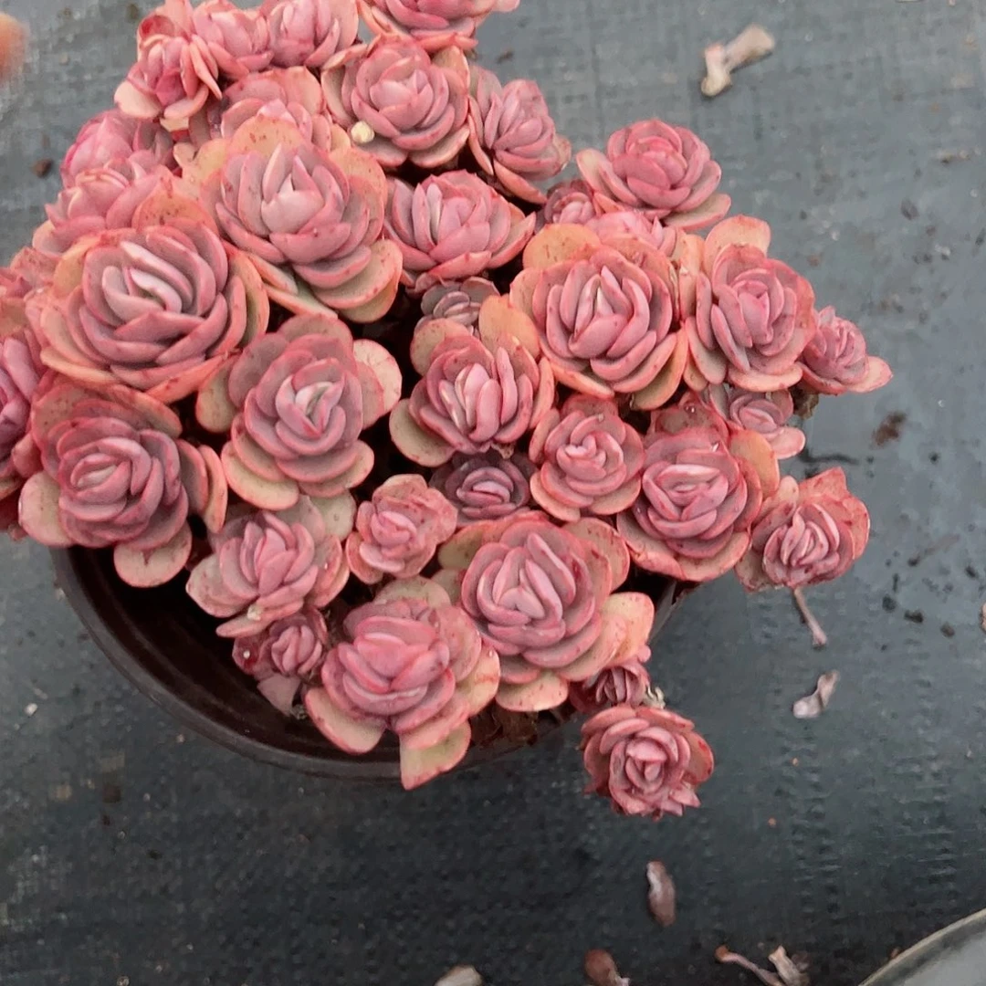 小叶秀妍整桩老桩