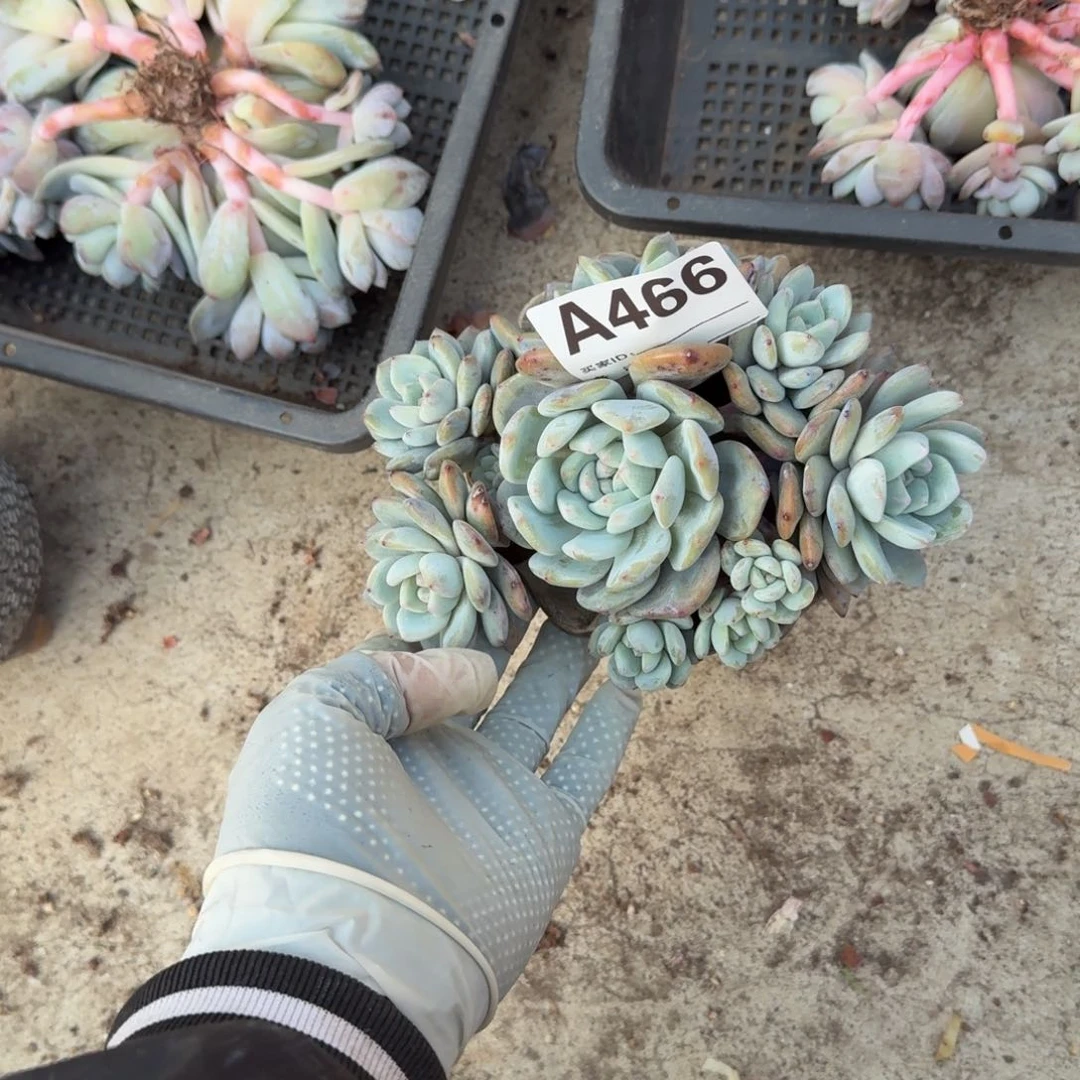 星影石榴籽呀呀呀