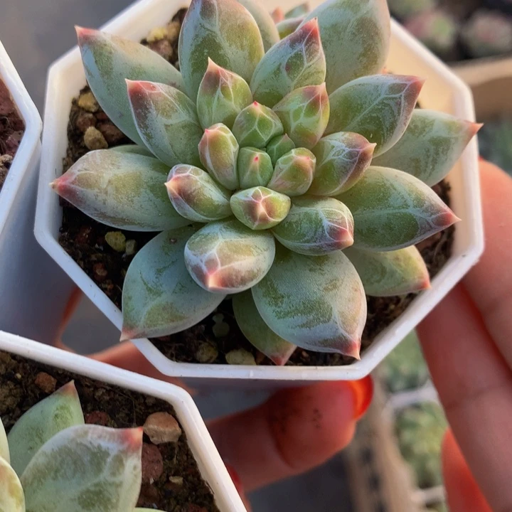 雪花美人 （满9.99包邮不满9.99发发叶子）