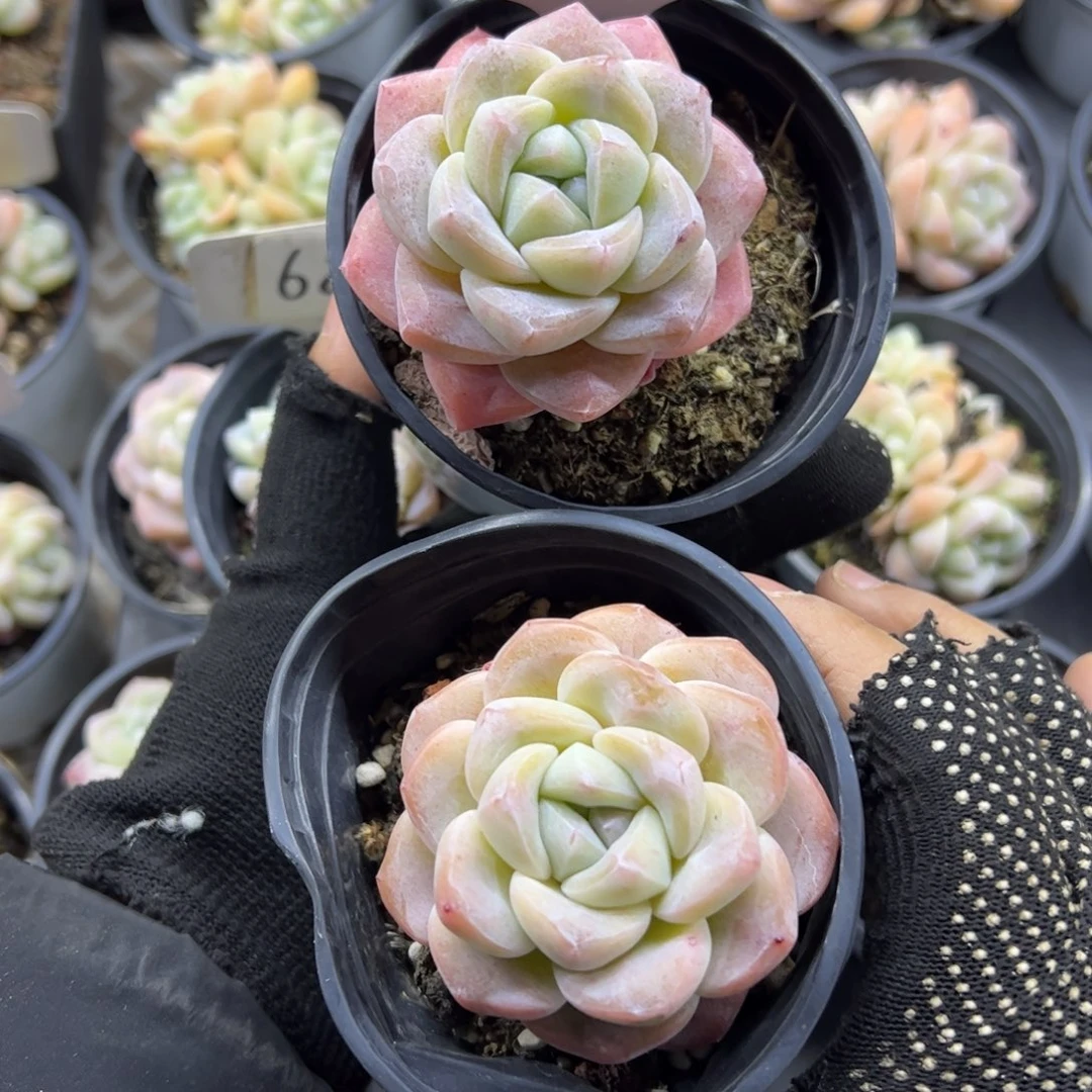 红陶33号多肉植物