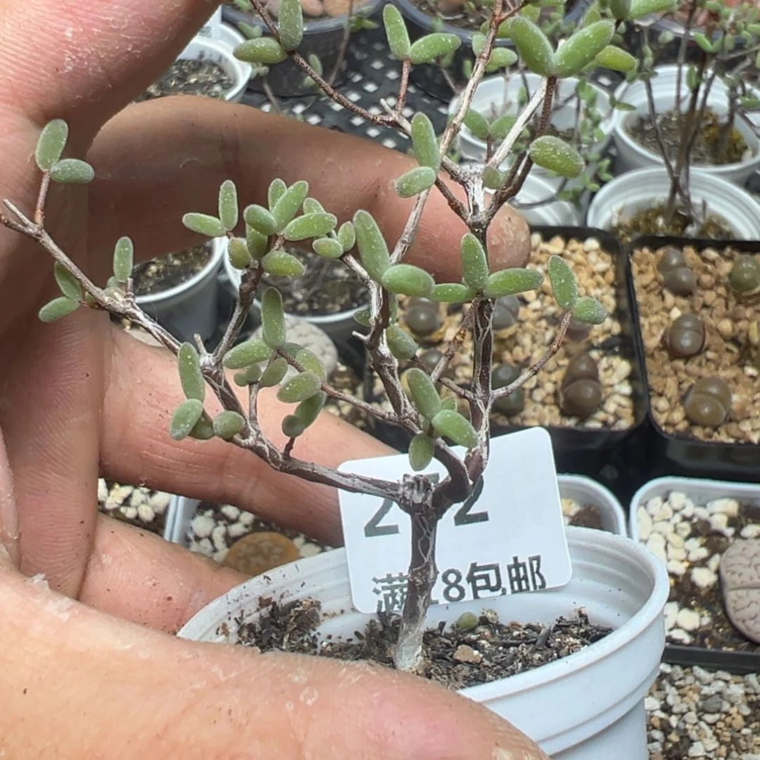 【闪购商品】 272。