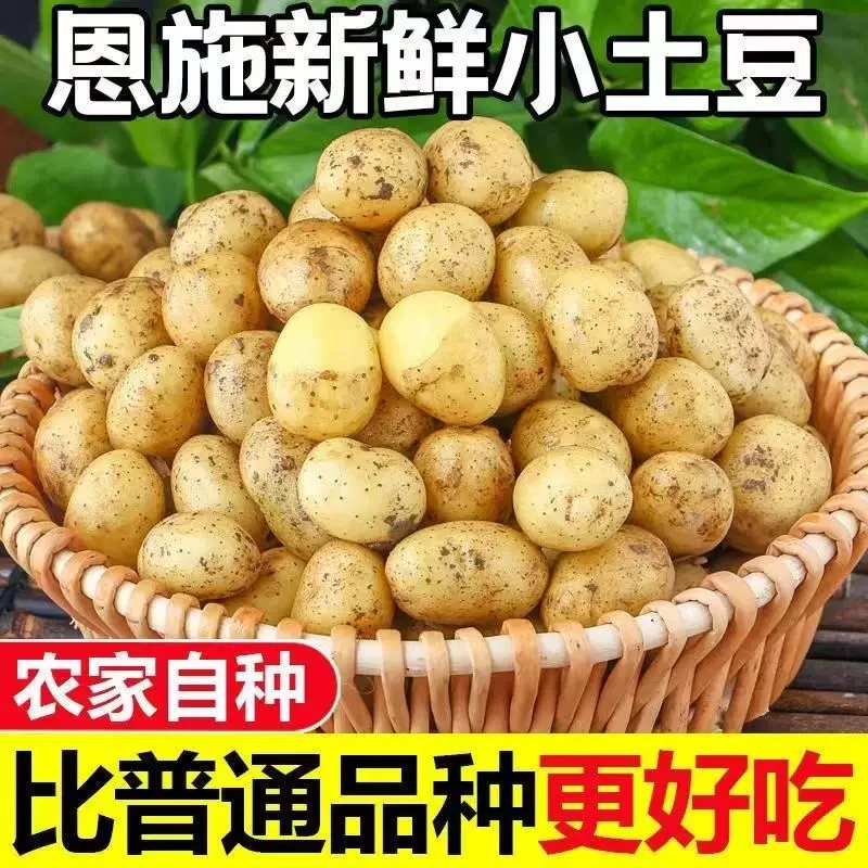 湖北现挖恩施富硒小土豆新鲜黄心土豆批农家自种洋芋马铃薯粉糯