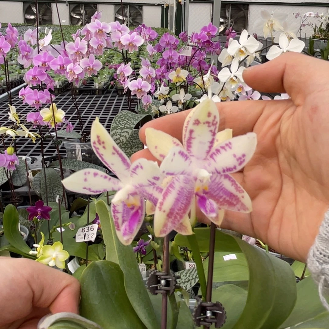 大部分花苞少量开放编号1462杜桑