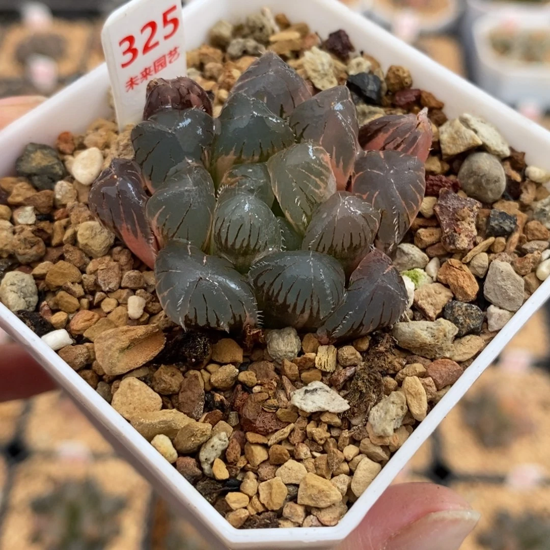 325实生玉露锦一物一图