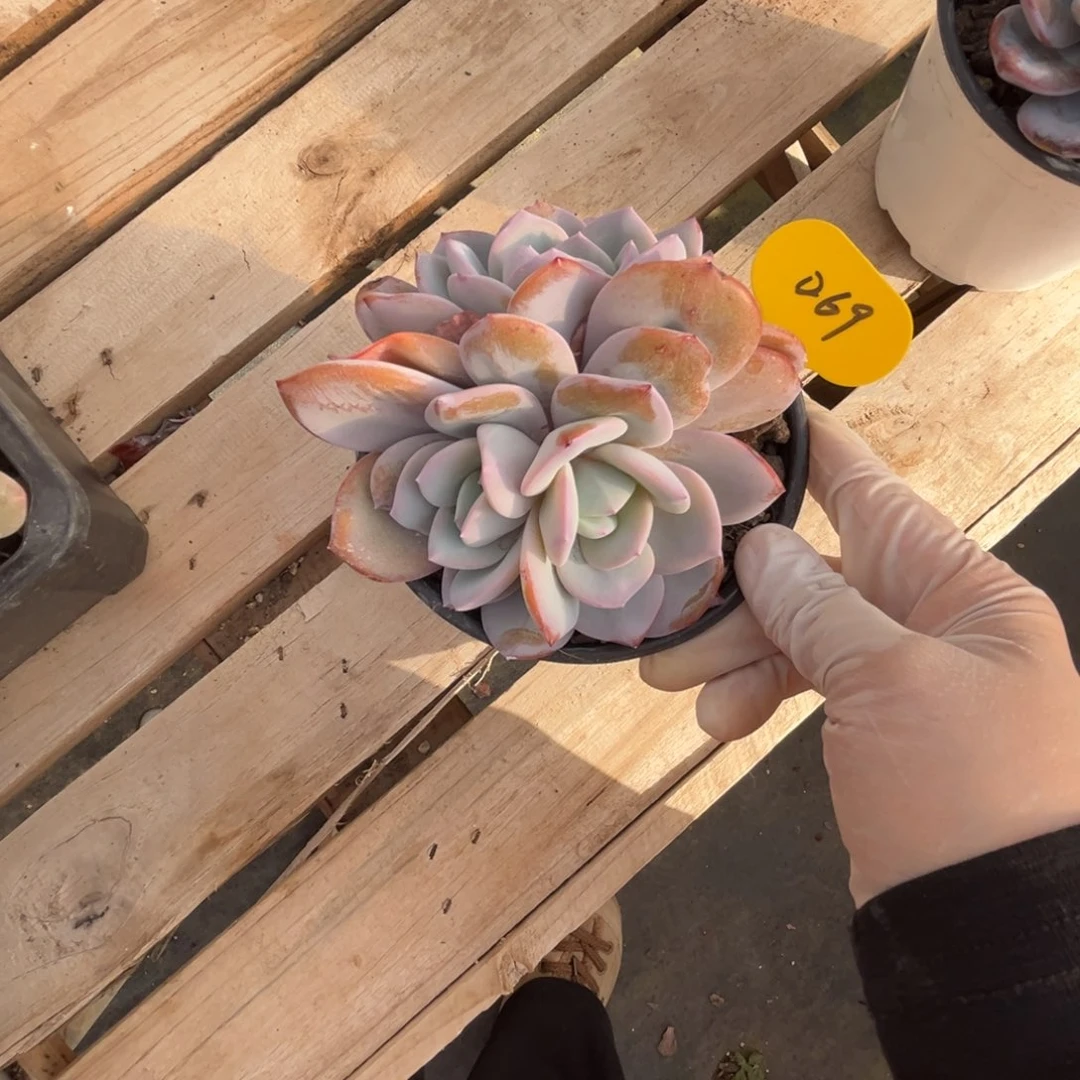 璐***）d69奶茶群生大礼包一份