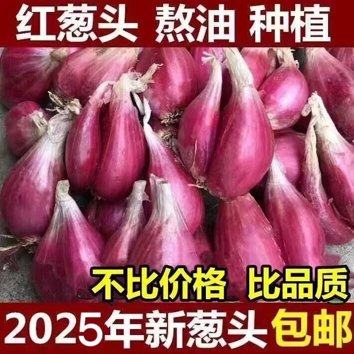 广东炸油红葱头四季香葱火葱煲汤熬油葱头榨油干红阳台种植葱头