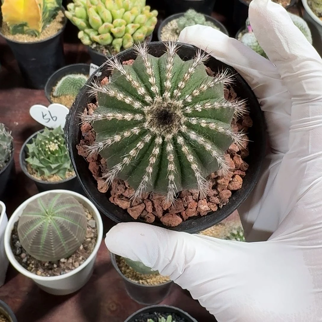 张*尤伯球仙人球123