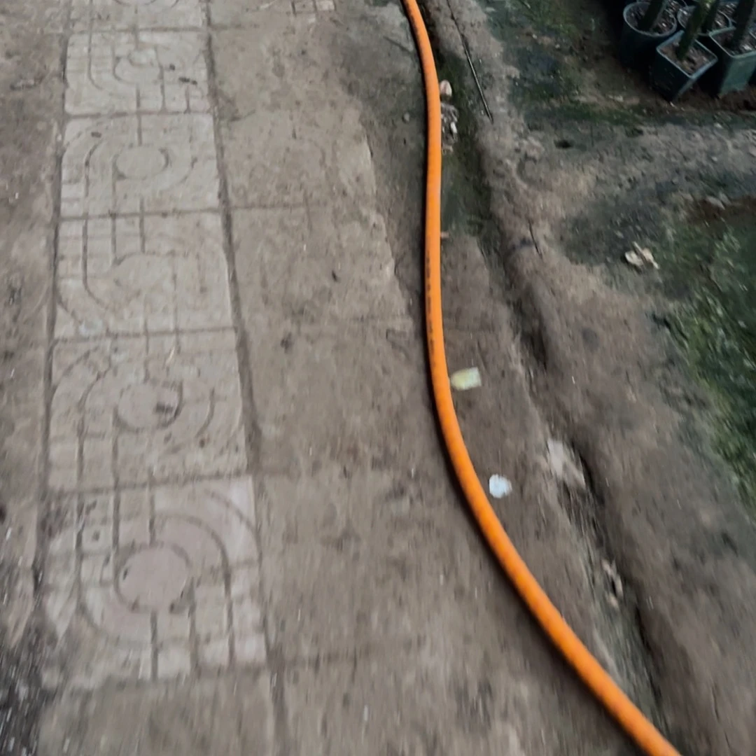 【闪购商品】无花朵三款新品小苗