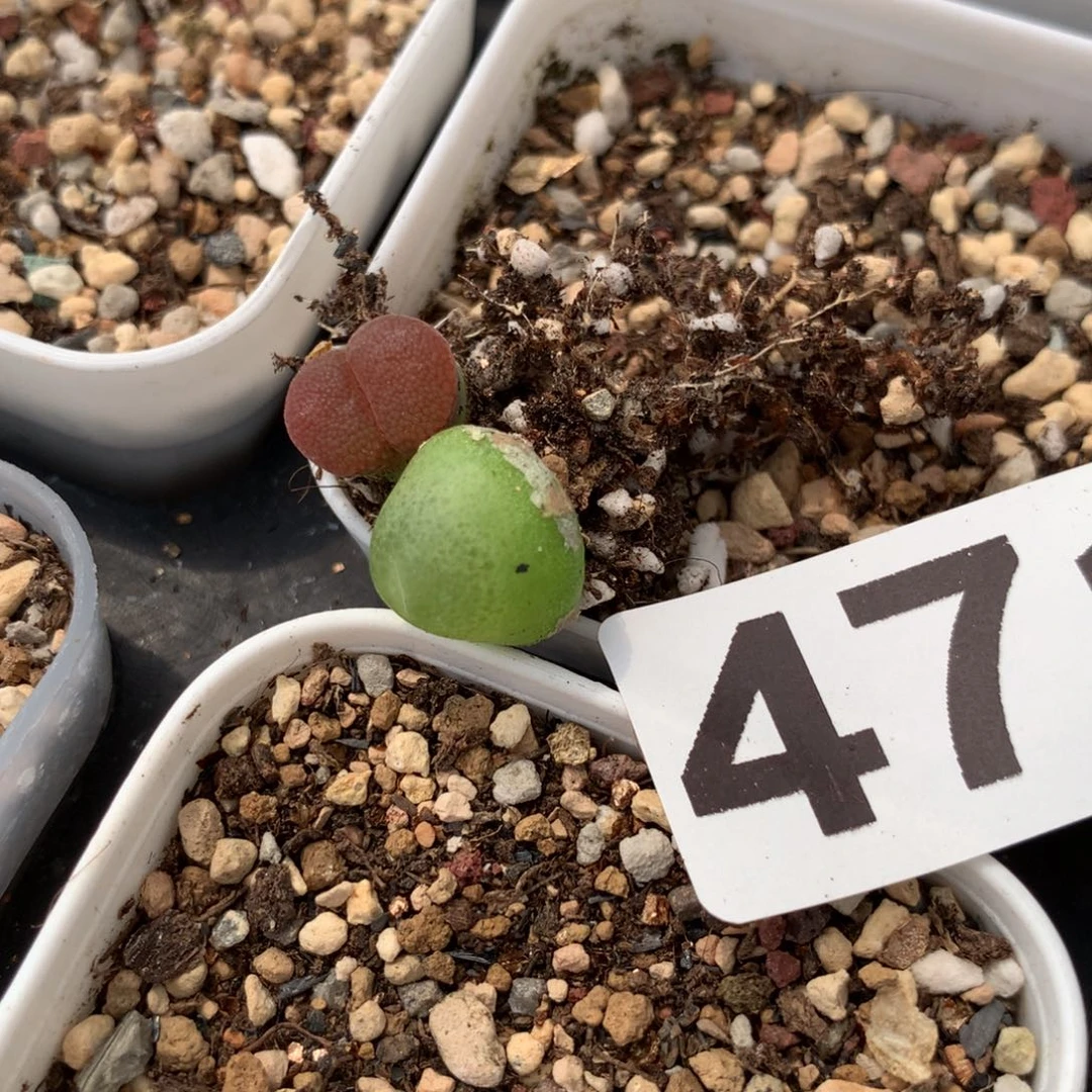 ❥*猫471补差价大葫芦