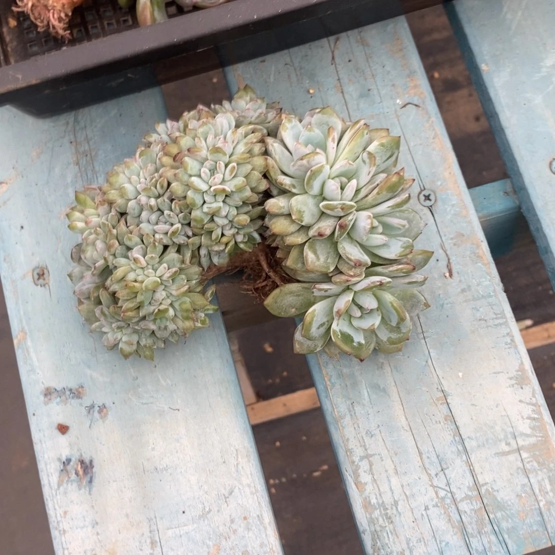 一***鱼小虎多肉一物一拍星影