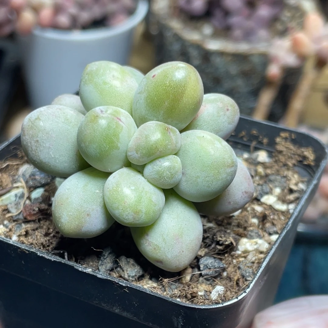 仙子奶酪石化带锦多肉植物