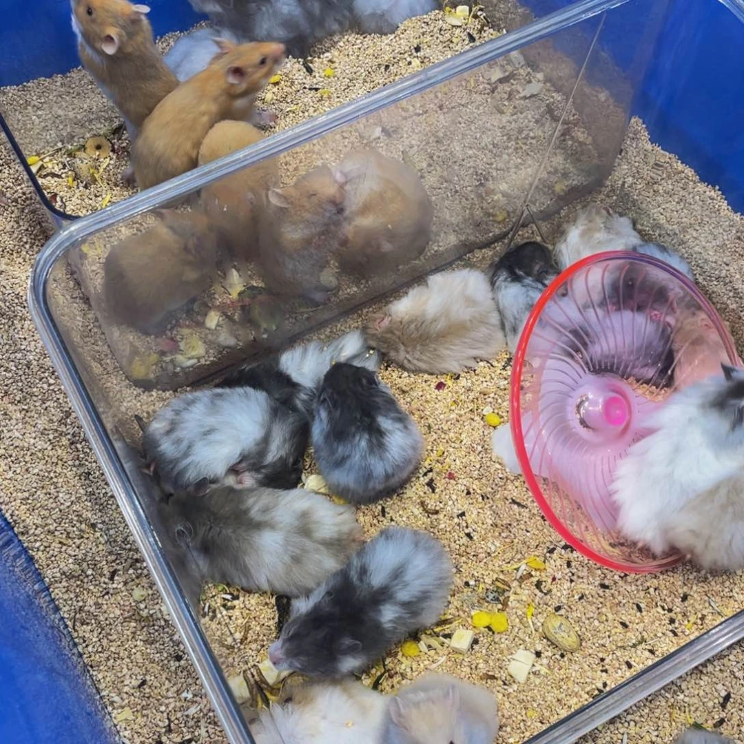 渡***野福利宠粉活动来袭