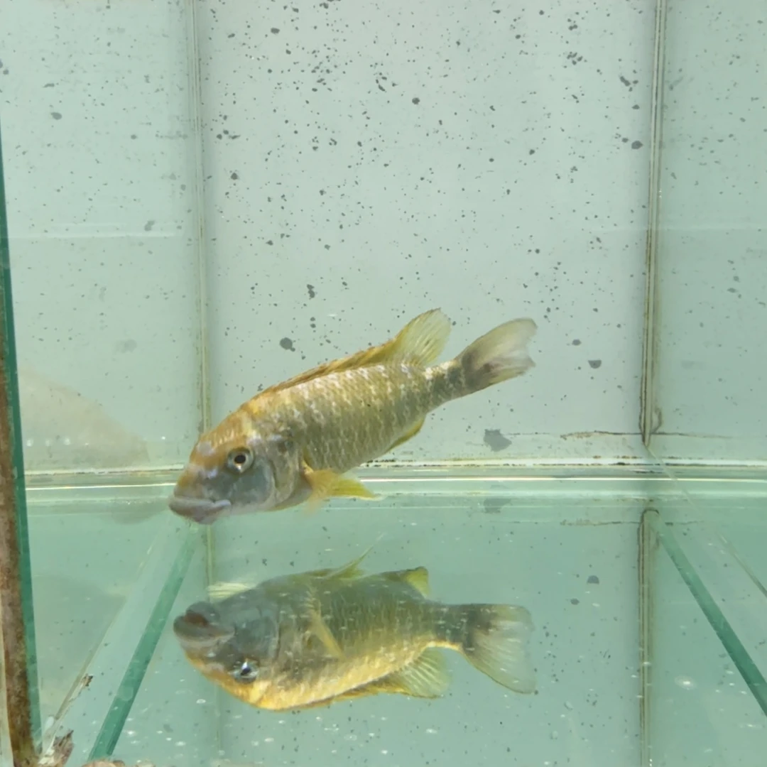 听***风海水卡桑加绿龙629。