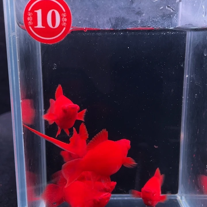孔雀鱼精品红箭球6条