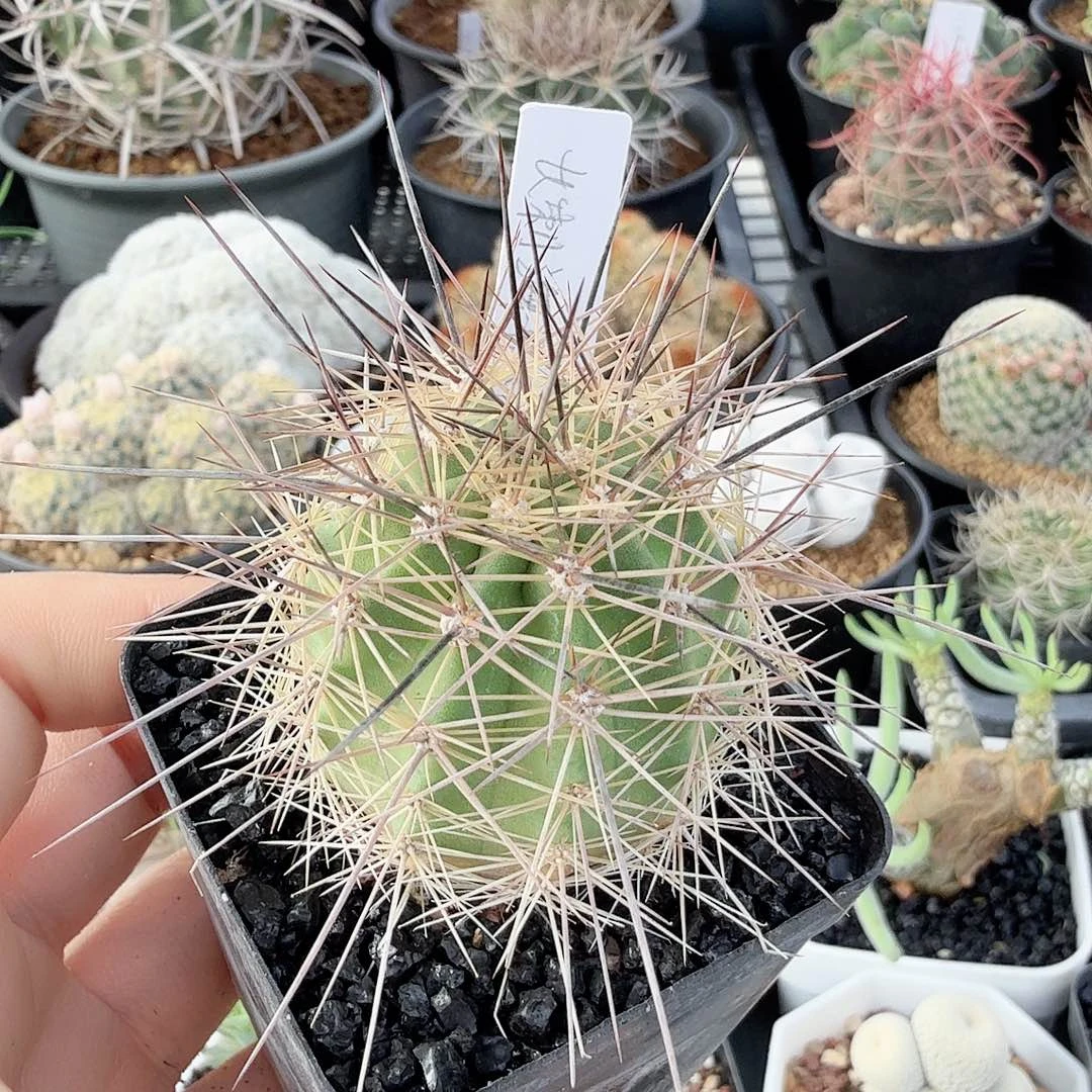 实生长刺海虾裸根发货