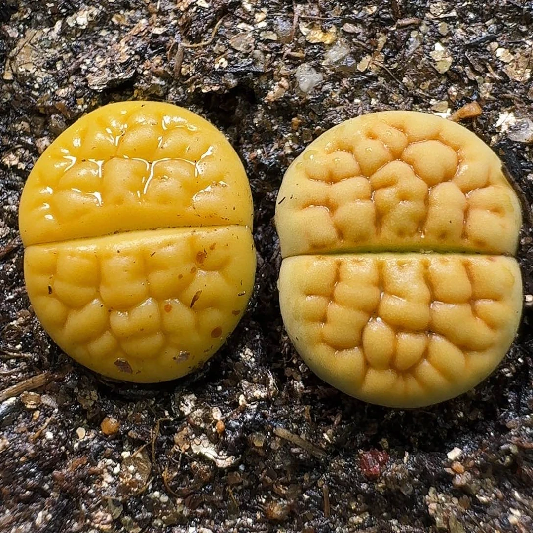 生石花111111。  298