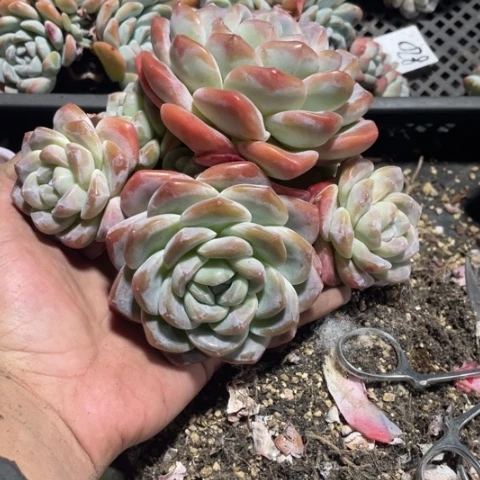 034专拍冰玉老桩7头17厘米