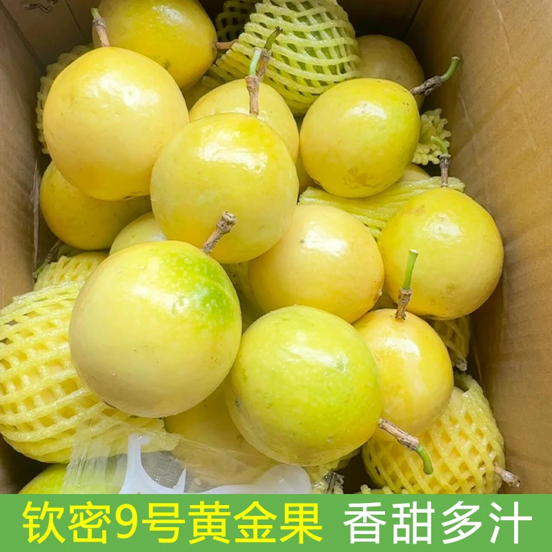海南钦蜜9号黄金百香果原产地直销新鲜现摘1-5斤树上熟包邮