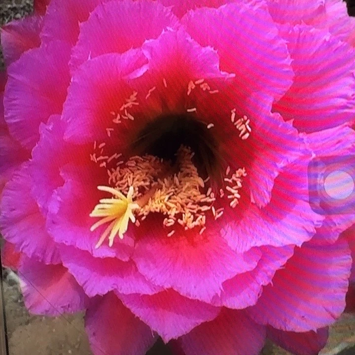 落雁侧芽5公分左右毛花柱（20包邮）