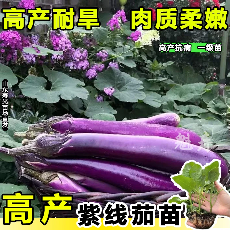 抗病杭茄一号长茄苗秧苗特大线茄茄子大全秧四季菜蔬菜紫茄苗种子