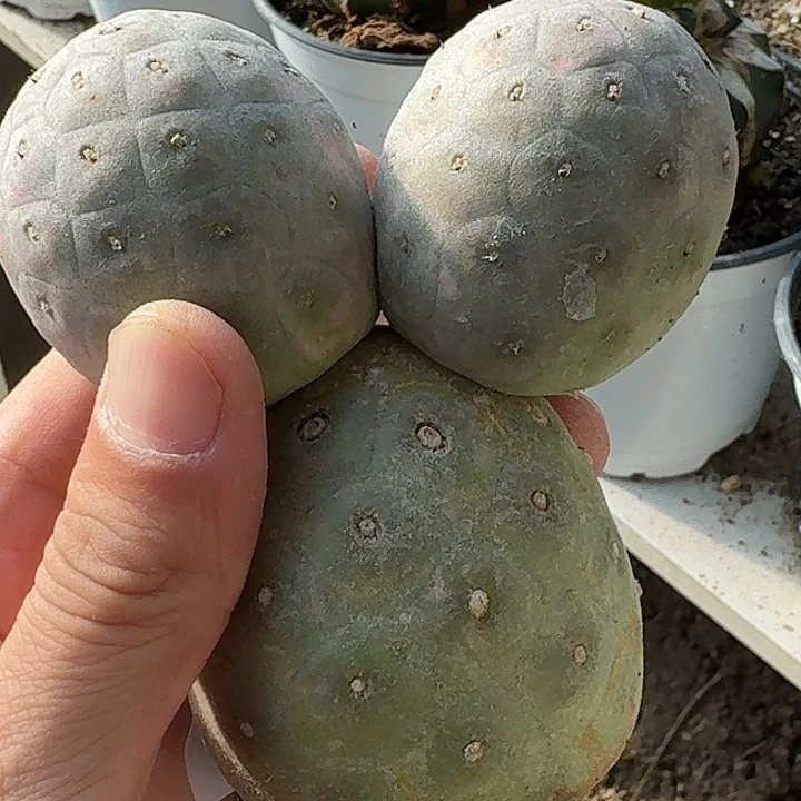 无花朵巨型紫皮无刺557