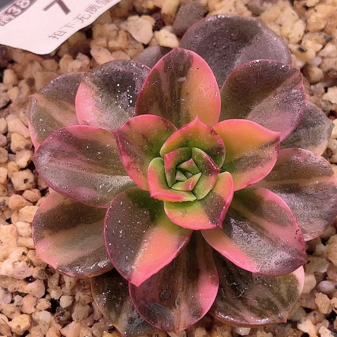 尚品园艺福利锦7978