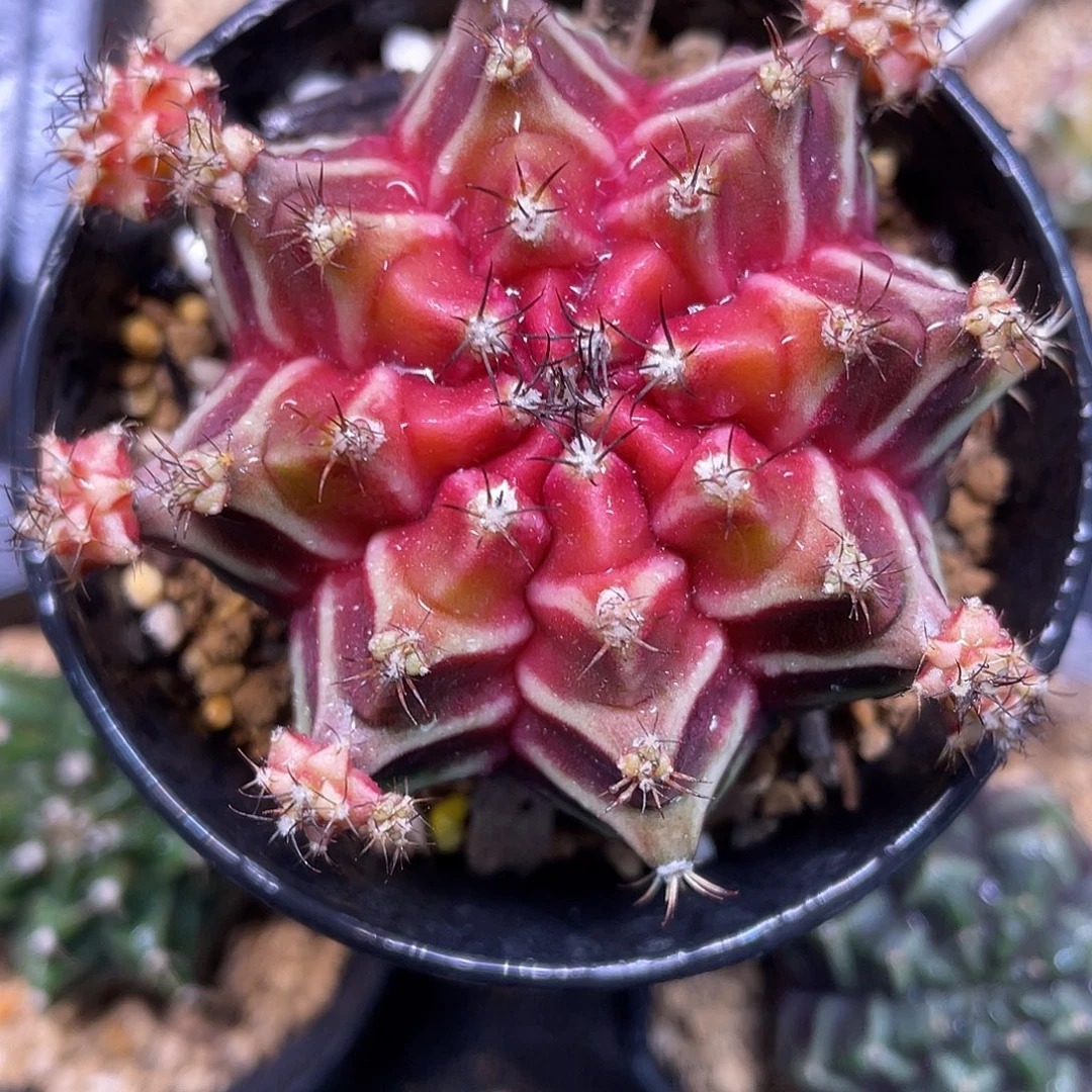 1-257名品beloved 母本6.9厘米